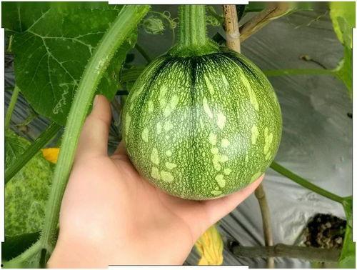 娱乐吃瓜小南瓜