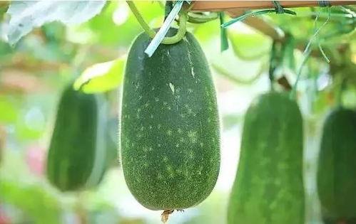 娱乐圈吃瓜文具有哪些